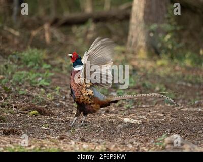 Pheasant à col en anneau, Phasianus colchicus, homme en exposition territoriale, North Norfolk March Banque D'Images