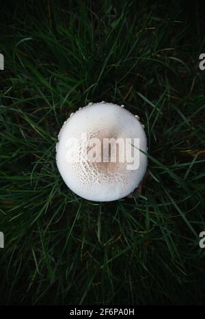 Champignons blancs Banque D'Images