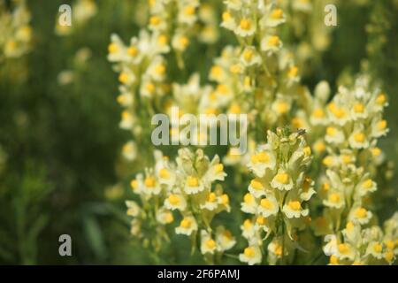 La graine de lin ou le dragon sauvage (Linaria vulgaris) est une herbe médicinale. Inflorescence des fleurs sauvages. Banque D'Images