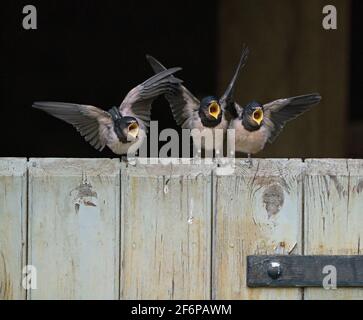 Barn Swalws, Hirundo rustica, jeune juste à l'extérieur d'un nid dans une grange étant nourri par des parents pendant qu'il est perché sur la porte de la grange, Briston, North Norfolk, septembre Banque D'Images