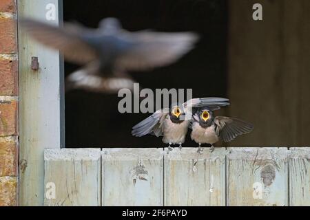 Barn Swalws, Hirundo rustica, jeune juste à l'extérieur d'un nid dans une grange étant nourri par des parents pendant qu'il est perché sur la porte de la grange, Briston, North Norfolk, septembre Banque D'Images