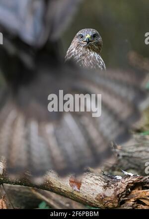 Buzzard commun, Buteo buteo dans les bois, Norfolk du Nord, hiver Banque D'Images