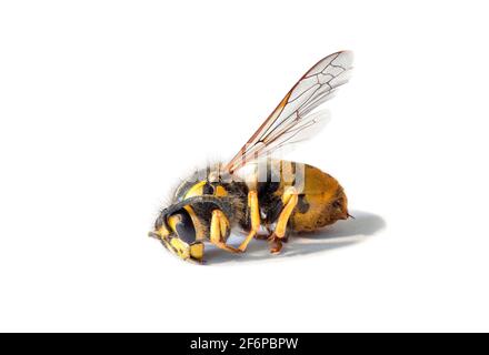Guêpe allemande, guêpe européenne (Vespula germanica). Macro de guêpe morte sur fond blanc Banque D'Images