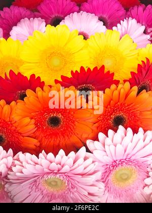 Gerberas de différentes variétés et couleurs, les fleurs sont disposées en rangée Banque D'Images