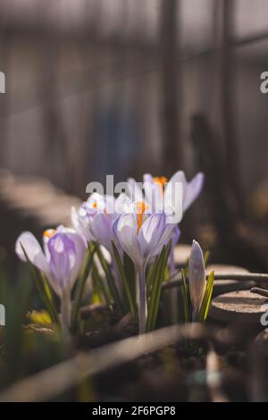 Les fleurs bleu-violet printanières au soleil du matin révèlent leurs fleurs et gagnent en énergie. Crocus tommasinianus au printemps Banque D'Images