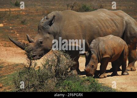 Une mère sauvage protectrice White Rhinoceros a ses oreilles en arrière comme un avertissement à notre safari sud-africain de rester en arrière, comme son veau reste à ses côtés. Banque D'Images