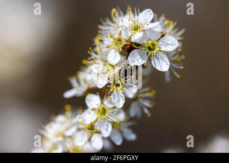 Les fleurs de Prunus spinosa, appelées noir ou sloe Banque D'Images