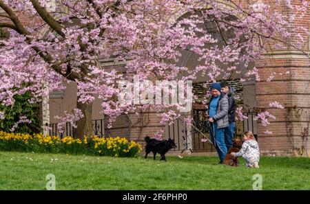 Harrogate, North Yorkshire, Royaume-Uni. 2 avril 2021. Le temps ensoleillé le premier jour des vacances de Pâques, mais les gens dans les jardins de la vallée se réchauffent en raison de la baisse de 15 degrés de température à partir de mardi. Credit: ernesto rogata/Alay Live News Banque D'Images