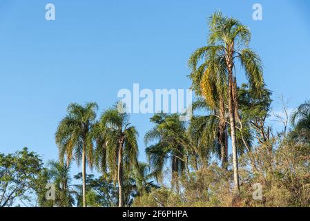 Le palmier Jerivá (Syagrus romanzoffiana) et l'horizon bleu en arrière-plan. Plantes tropicales ornementales. Palmier indigène de la forêt atlantique, au Brésil. Banque D'Images