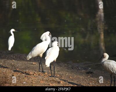 Gros plan sur un groupe de magnifiques Royal Spoonbills et un Snowy Egret près de Cairns, en Australie. Notez le flou de mouvement Spoonbill. Banque D'Images