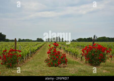 Paysage rural avec vue panoramique sur les vignobles et les rosiers dans la campagne de Fontvieille, Bouches-du-Rhône, Provence-Alpes-Côte d'Azur, France. Banque D'Images