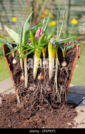 Lasagnes à bulbes. Coupe transversale pour illustrer la superposition des ampoules à ressort pour un affichage de succession dense. De haut en bas - muscari, narcisse, jacinthe, tulipe. Banque D'Images