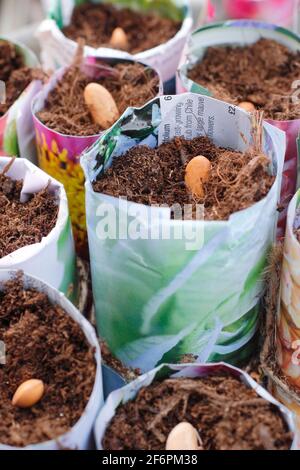 Semis de haricots français. Départ des haricots français « violet poded » - Phaseolus vulgaris - dans des pots en papier faits maison. ROYAUME-UNI Banque D'Images