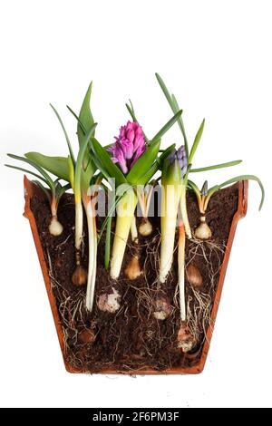 Lasagnes bulbes dans un pot isolé sur blanc. Coupe transversale de la superposition de bulbes - muscari, narcisse, tulipe jacinthe - pour une exposition dense et successionnelle. Banque D'Images