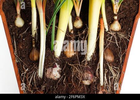 Lasagnes à bulbes. Coupe transversale pour illustrer la superposition des ampoules à ressort pour un affichage de succession dense. De haut en bas - muscari, narcisse, jacinthe, tulipe. Banque D'Images