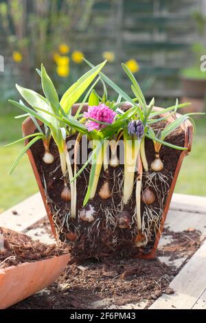 Lasagnes à bulbes. Coupe transversale pour illustrer la superposition des ampoules à ressort pour un affichage de succession dense. De haut en bas - muscari, narcisse, jacinthe, tulipe. Banque D'Images