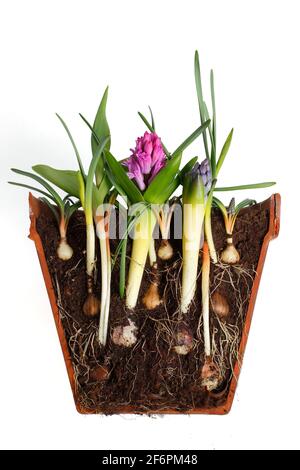 Lasagnes bulbes dans un pot isolé sur blanc. Coupe transversale de la superposition de bulbes - muscari, narcisse, tulipe jacinthe - pour une exposition dense et successionnelle. Banque D'Images