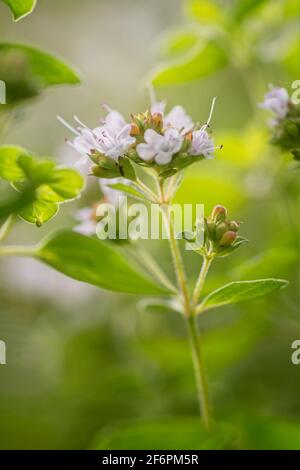 Gros plan de la fleur de marjolaine en fleur. Banque D'Images