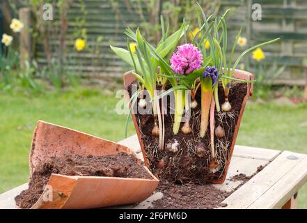 Lasagnes à bulbes. Coupe transversale pour illustrer la superposition des ampoules à ressort pour un affichage de succession dense. De haut en bas - muscari, narcisse, jacinthe, tulipe. Banque D'Images