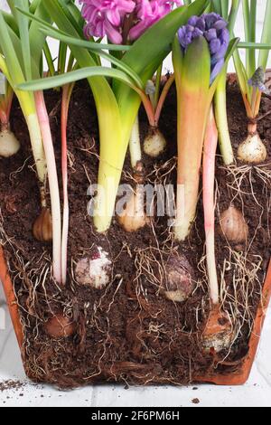 Lasagnes à bulbes. Coupe transversale pour illustrer la superposition des ampoules à ressort pour un affichage de succession dense. De haut en bas - muscari, narcisse, jacinthe, tulipe. Banque D'Images