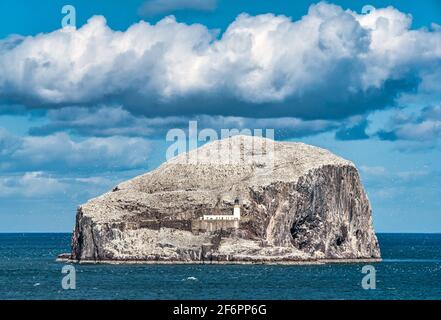 Vue de l'île de bouchon volcanique de Bass Rock au soleil avec une masse de gannets, la plus grande colonie du monde, Berwick Nord, Lothian est, Écosse, Royaume-Uni Banque D'Images