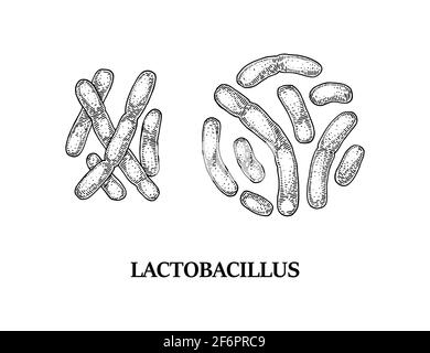 Bactéries probiotiques lactobacillus dessinées à la main. Bon micro-organisme pour la santé humaine et la régulation de la digestion. Illustration vectorielle dans le style d'esquisse Illustration de Vecteur