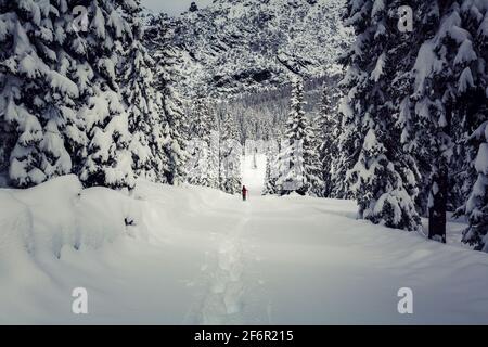 Valmalenco (IT), randonnée en raquettes dans la neige fraîche dans la forêt de pins Banque D'Images