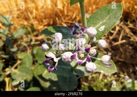 Vue sur les fleurs de la couronne de lavande de gigantea de Calotropis isolées sur la plante Banque D'Images