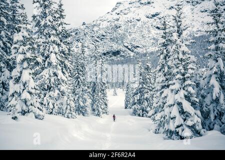 Valmalenco (IT), randonnée en raquettes dans la neige fraîche dans la forêt de pins Banque D'Images