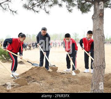 Pékin, Chine. 2 avril 2021. Le président chinois Xi Jinping, également secrétaire général du Comité central du Parti communiste de Chine et président de la Commission militaire centrale, plante un arbre lors d'une activité de plantation d'arbres dans le district de Chaoyang à Beijing, capitale de la Chine, le 2 avril 2021. Ont également participé à l'activité d'autres dirigeants, dont Li Keqiang, Li Zhanshu, Wang Yang, Wang Huning, Zhao Leji, Han Zheng et Wang Qishan. Credit: Huang Jingwen/Xinhua/Alay Live News Banque D'Images