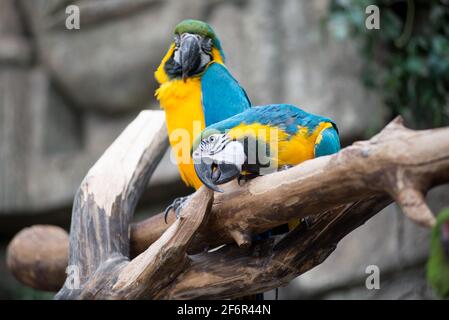 Paire de grands perroquets Macaw assis sur la branche. Faune et forêt tropicale oiseaux exotiques. Banque D'Images