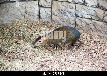 Cobaye brésilien assis au sol dans le zoo Banque D'Images