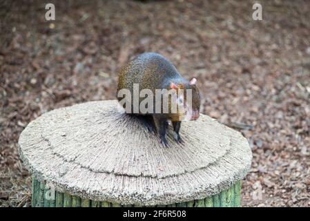 Cobaye brésilien assis au sol dans le zoo Banque D'Images