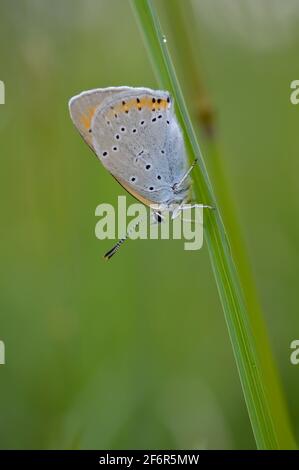 Gros papillon en cuivre dans la nature macro gros plan, petit papillon bleu et orange sur une plante verte Banque D'Images