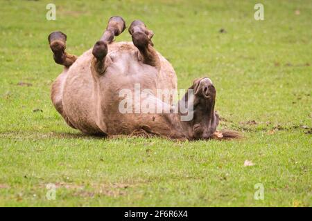 Merfelder Bruch, Dülmen, Allemagne. 2 avril 2021. Un poney se déroule dans l'herbe. Le Dülmener (ou poneys sauvages de Dülmen) est une race classée comme gravement menacée d'extinction. Un troupeau de plus de 300 personnes vit dans des conditions de vie dans une zone d'environ 3.5 km2 dans le Merfelder Bruch, près de la ville de Dülmen, NRW. Ils sont laissés pour trouver leur propre nourriture (complétée avec du foin en hiver) et abri, et ne sont pas contrôlés par un vétérinaire, favorisant la force de la race. Credit: Imagetraceur/Alamy Live News Banque D'Images