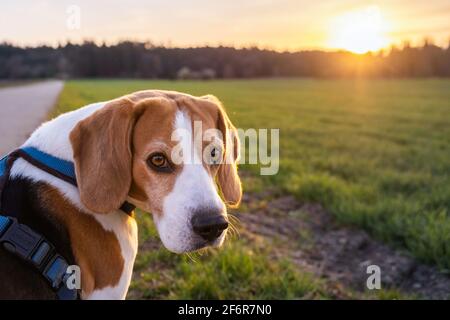 Beagle chien dans la région rurale. RSunset dans la nature Banque D'Images