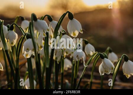 Leucojum vernum appelé flocon de neige de printemps.première fleur blanche de printemps avec des marques vertes et jaunes.belles fleurs en fleurs au coucher du soleil arrière-plan flou. Banque D'Images