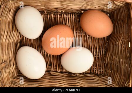 Plusieurs œufs de poulet biologiques frais beige et blanc dans un panier tissé à partir d'une vigne. Banque D'Images
