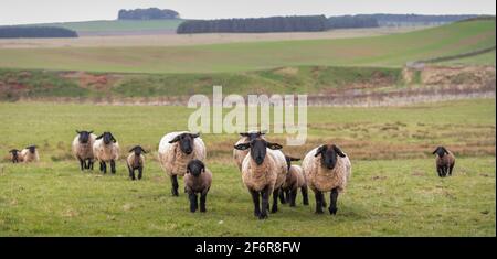 Westruther Scottish Borders, Royaume-Uni. 2 avril 2021. Royaume-Uni UN troupeau de moutons du suffolk photographié dans des champs près de Westruther, aux frontières écossaises. Crédit : phil wilkinson/Alay Live News Banque D'Images