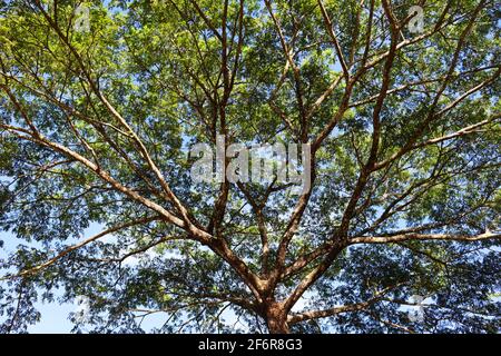 un arbre vert ramifié avec ciel Banque D'Images