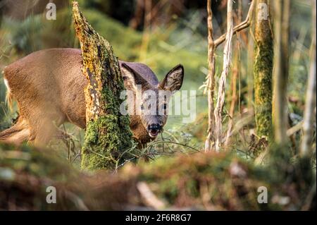 ROE Deer recherche de nourriture dans la réserve naturelle de Watchtree, Cumbria Banque D'Images