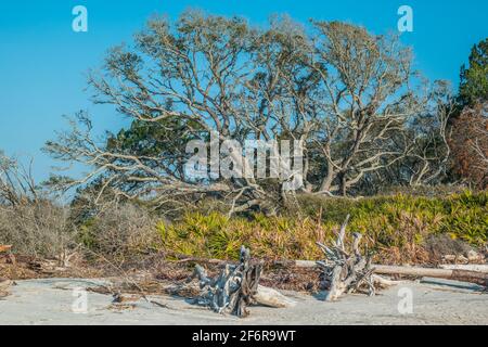 Grand vieux chêne sur la plage de l'île Jekyll En Géorgie, côte sud avec du bois flotté sur le sable et d'autres arbres tombés sur un beau soleil Banque D'Images