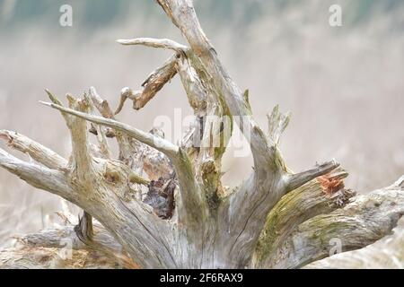 Vieux arbre racines dans la nature Banque D'Images