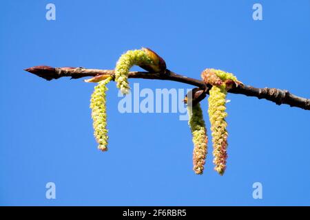 Populus gros plan Catkins peuplier gris Populus canascens Banque D'Images