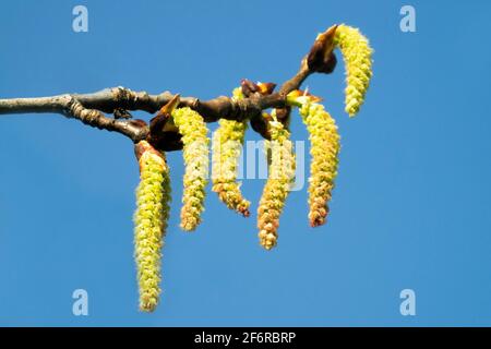 Peuplier gris Catkins Populus x canascens branche de peuplier Banque D'Images