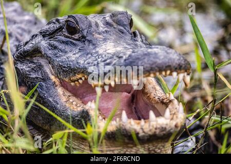 Image couleur d'un alligator en Floride avec sa bouche ouverte. Banque D'Images