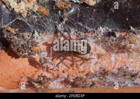 Sous des toiles d'araignée décolorées et sous un carreau de toit sur le sol. Araignée de fenêtre, Amaurobius fenestralis ou Amaurobius similis. Araignées à nid enchevêtrées de famille Banque D'Images