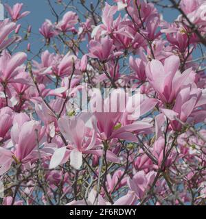 Magnolia Tree en fleurs au printemps à Londres Banque D'Images