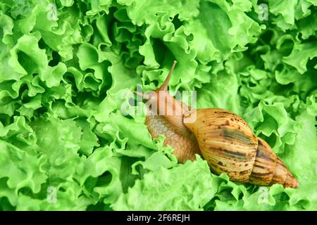 gros escargot vivant parmi les feuilles vertes de laitue Banque D'Images