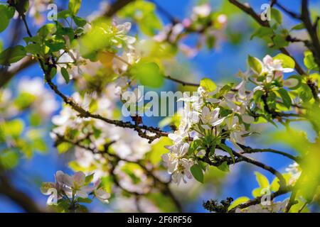 Branche d'arbre avec fleurs et ciel bleu en arrière-plan. De belles fleurs blanches sur l'arbre le jour ensoleillé du printemps. Banque D'Images